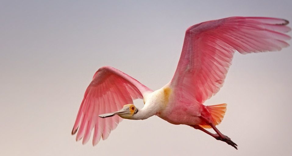 Breeding plumage of the Roseate Spoonbill
