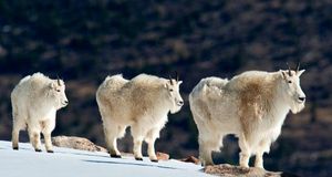 Mountain goats in the snow of the Rocky Mountains, Colorado (© David Courtenay/Getty Images) &copy; (Bing Australia)
