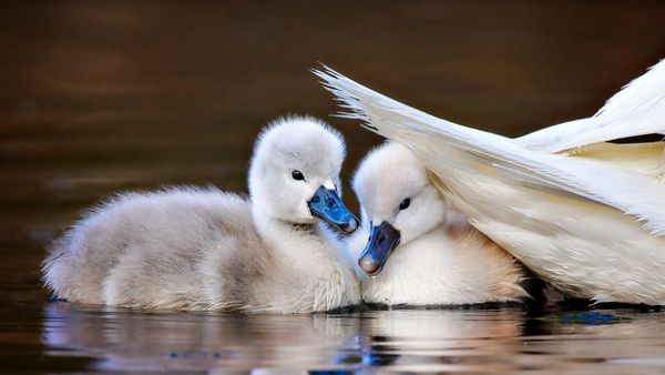 Mute swan chicks, Massapequa Preserve, Long Island, New York, USA