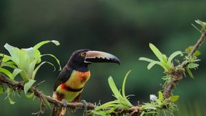Collared aracari, Costa Rica (© Juan Carlos Vindas/Getty Images)(Bing Australia)
