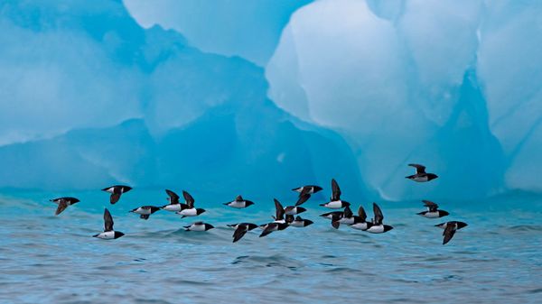 Little auks fly past an iceberg at Spitsbergen, Norway