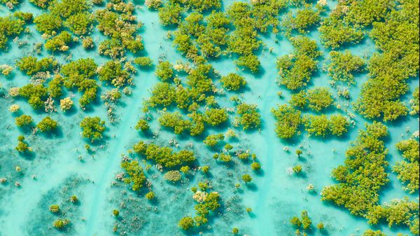 Aerial shot of mangroves at King Sound, Western Australia