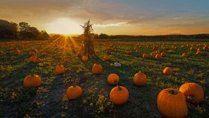 A pumpkin patch in Newton, Massachusetts (© Frank Debonis/EyeEm/Alamy)(Bing United States)