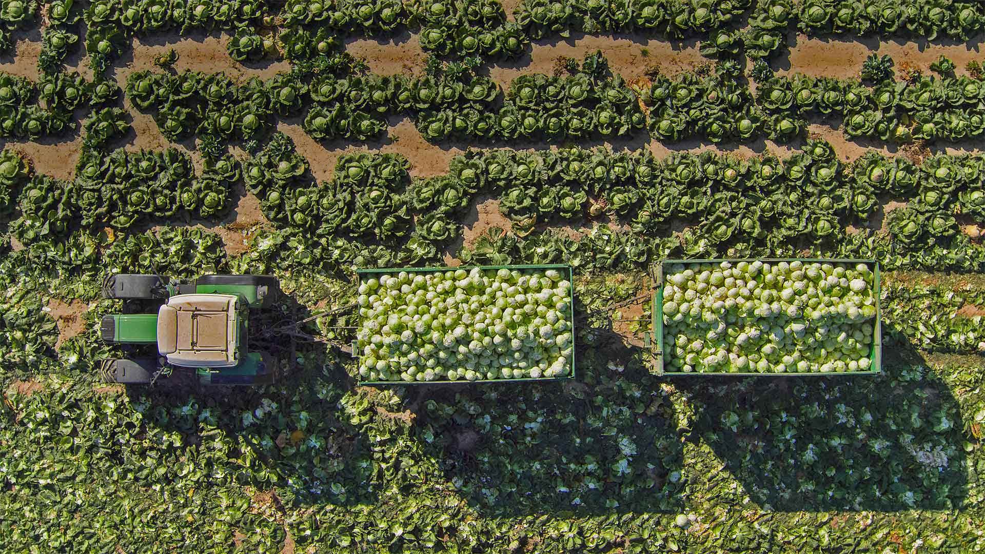 Cabbage field in Sankt Pölten, Austria