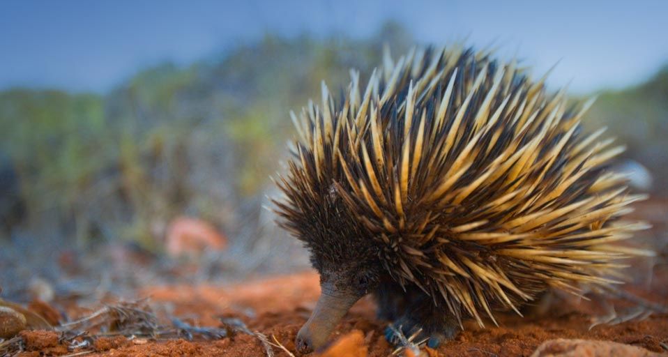 Australian Short-beaked Echidna