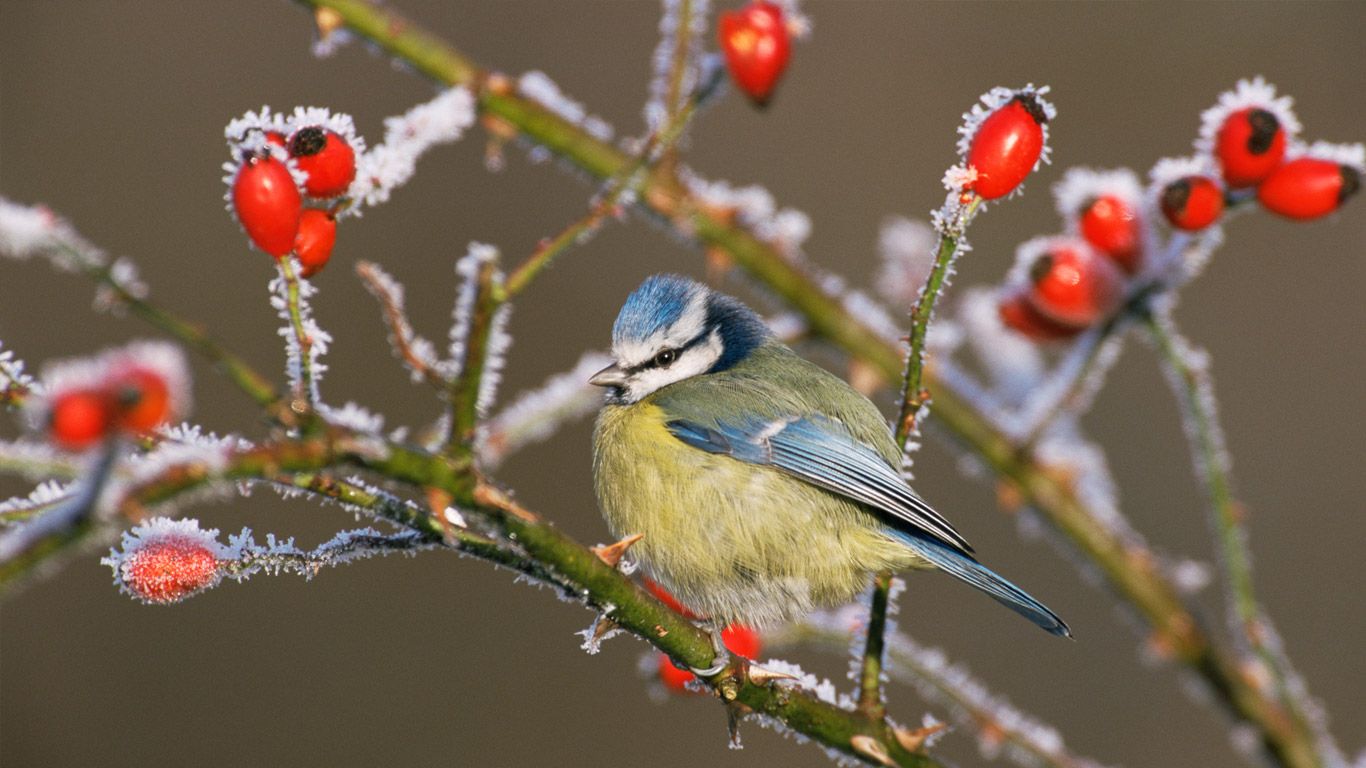 Blue tit (Parus caeruleus) and rose hips in winter frost