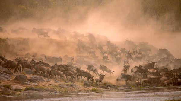 Gnu migratori che attraversano il fiume Mara a Masai Mara, Kenya