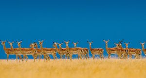 Alarmed impalas herd alert to danger in the Serengeti National Park, Tanzania -- Frans Lanting/Corbis &copy; (Bing New Zealand)