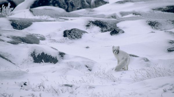 Arctic Fox in winter coat, camouflaged against the snow.