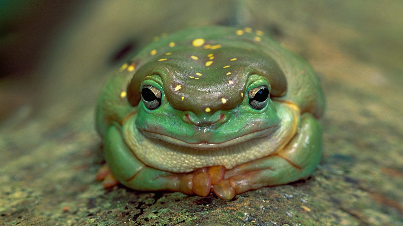 Litoria Splendida ou “Magnifique grenouille d’arbre” dans le parc national de Drysdale River, Australie