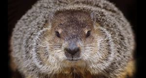 One of the groundhogs at Brookfield Zoo in Brookfield, Illinois (© Tim Boyle/Getty Images) &copy; (Bing United States)