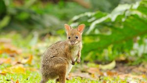 Red-legged Pademelon joey, Queensland, Australia (© David Watts/Visuals Unlimited, Inc.)(Bing Australia)