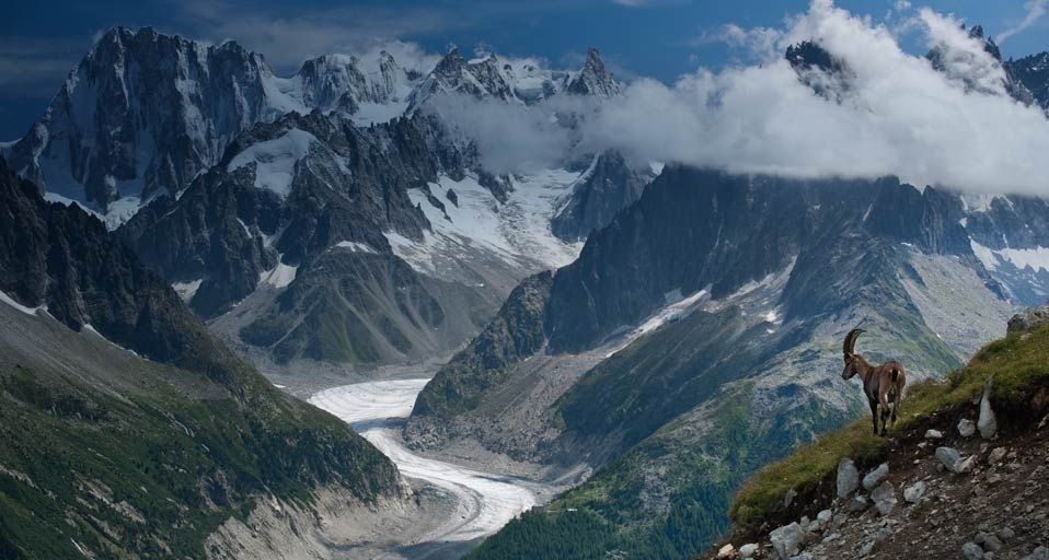 Bouquetin observant la Mer de Glace s’étendant au pied du sommet des Grandes Jorasses, Haute-Savoie