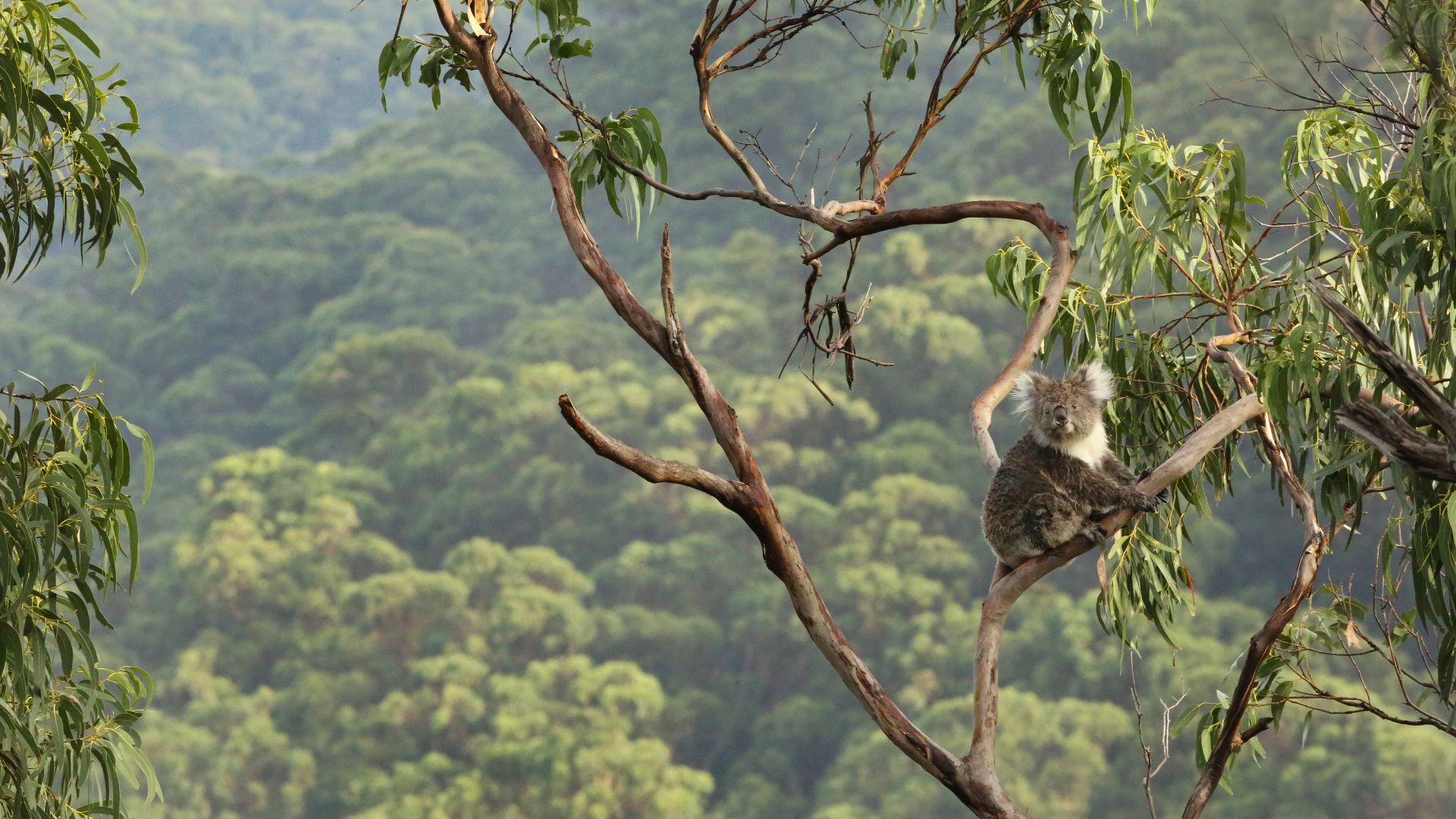 Koala su un albero di eucalipto, Great Otway National Park, Australia