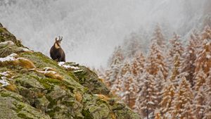 ｢冬山のシャモア｣イタリア, グラン・パラディーゾ (© Marco Ronconi/Offset)(Bing Japan)