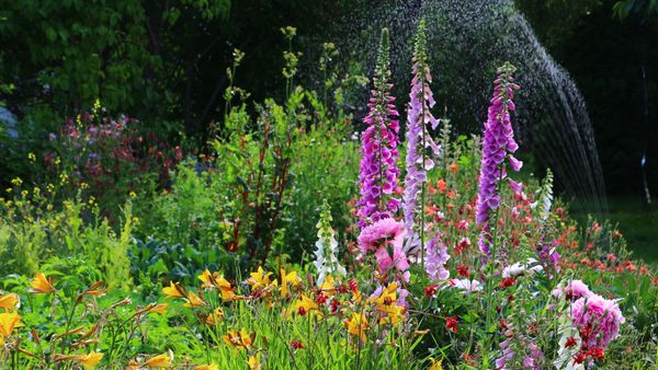 Flowers blooming in a garden, Alaska