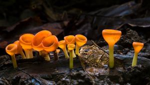 科尔科瓦杜国家公园的盘菌 (© Alex Hyde/Minden Pictures)(Bing China)