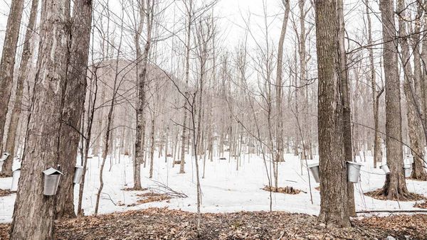 Sap buckets hanging on maple trees in a forest, Quebec