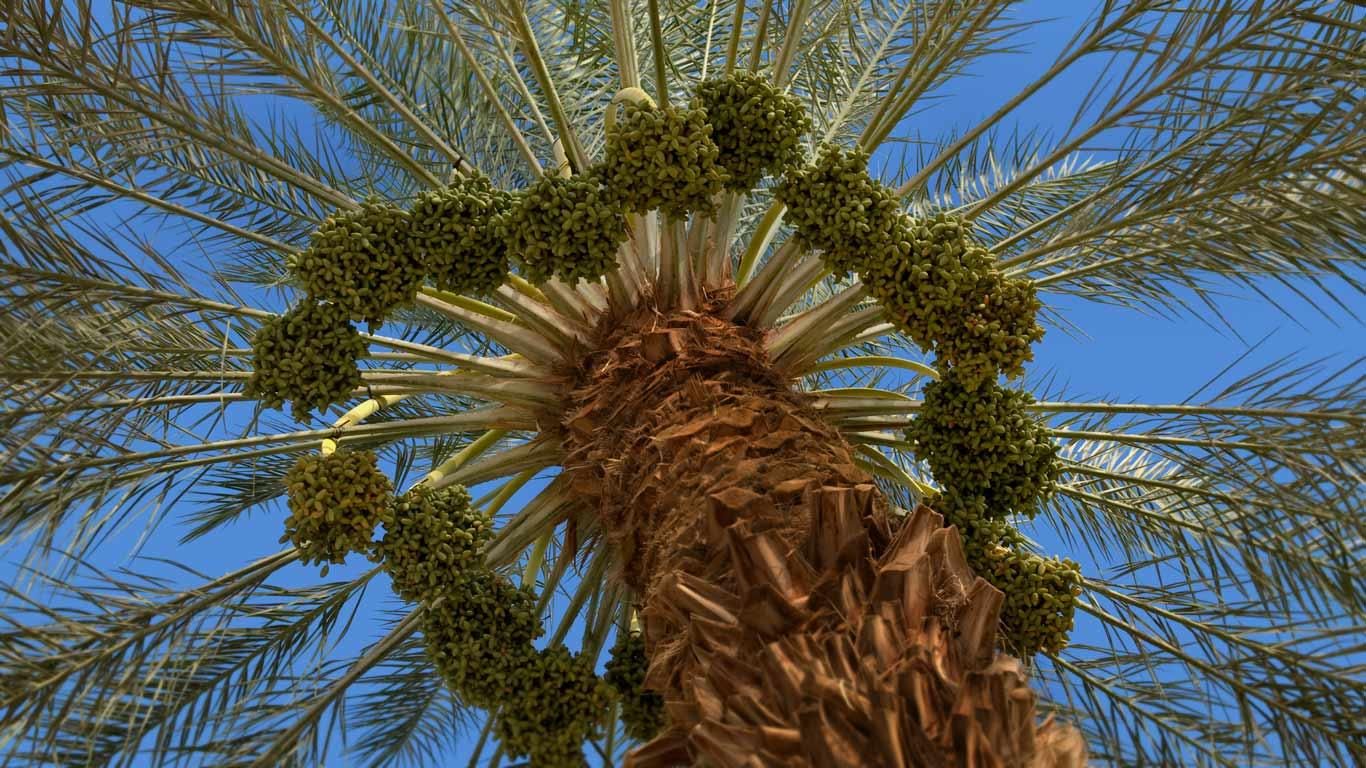 Dattelpalme mit Fruchtstand
