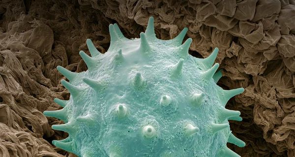 Pollen