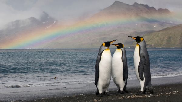 Three king penguins on the shore of St Andrew\'s Bay, South Georgia Island
