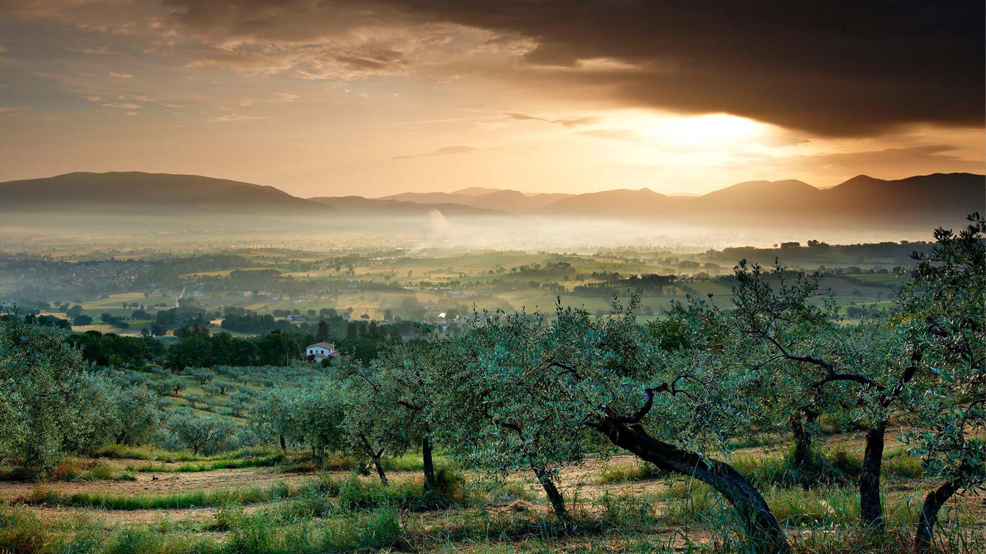 Uliveto con vista sulla valle, Bevagna