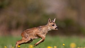 草原を走るノロジカの子鹿, フランス ノルマンディー (© Gerard Lacz/Minden)(Bing Japan)