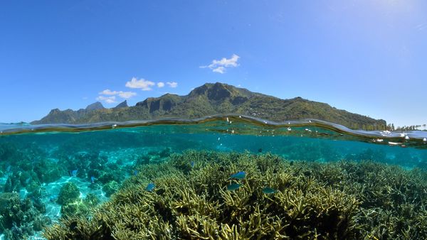 Corals and the lagoon of Mo'orea in French Polynesia
