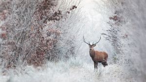 Cerf élaphe, forêt de Rambouillet,  Île-de-France (© Nicolas Le Boulanger/500px/Getty Image)(Bing France)