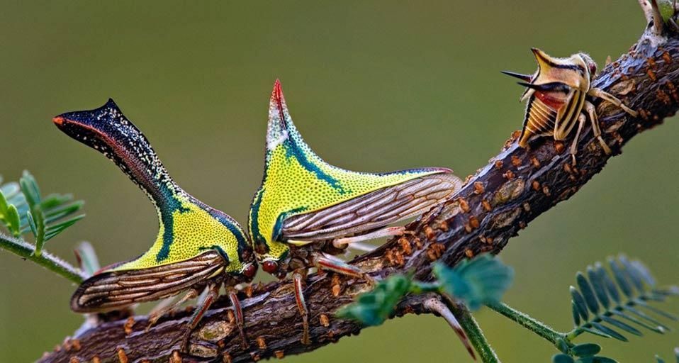 ThornBugs