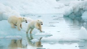Polar bear cubs playing in Svalbard, Norway (© Danny Green/Nature Picture Library)(Bing United States)