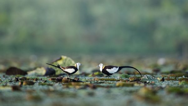 Pheasant-tailed jacanas, Chaisang District, China