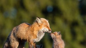 Red fox mother kissing her baby in Canada (© pchoui/Getty Images)(Bing Canada)