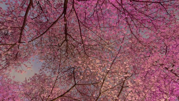 Blooming cherry trees in Vancouver, B.C., Canada