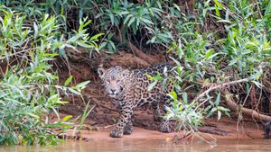 A young jaguar on a riverbank, Pantanal, Brazil (© Tambako the Jaguar/Getty Images)(Bing New Zealand)