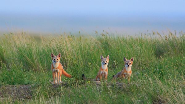 Swift fox pups in Grasslands National Park near Val Marie in Saskatchewan, Canada