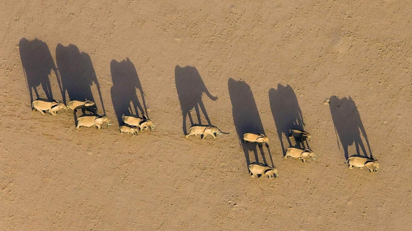 Elephant herd in Damaraland District, Namibia