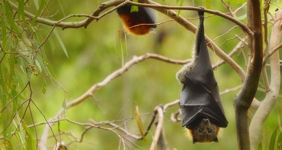 FlyingFox