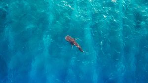 Squalo balena, Atollo di Alifu Dhaalu, Maldive (© Bachir Moukarzel/Amazing Aerial Agency)(Bing Italia)