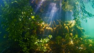 帕劳附近的红树林 (© WaterFrame/Alamy)(Bing China)