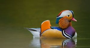 Wild Mandarin Duck on dark green lake, UK -- David Slater/DanitaDelimont.com &copy; (Bing New Zealand)