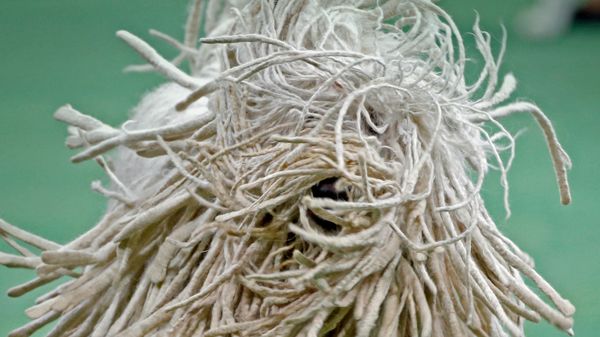 Close-up view of a Komondor