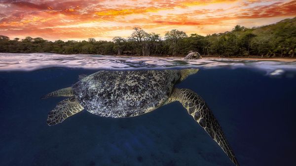 Green sea turtle at dusk, Mayotte, Indian Ocean