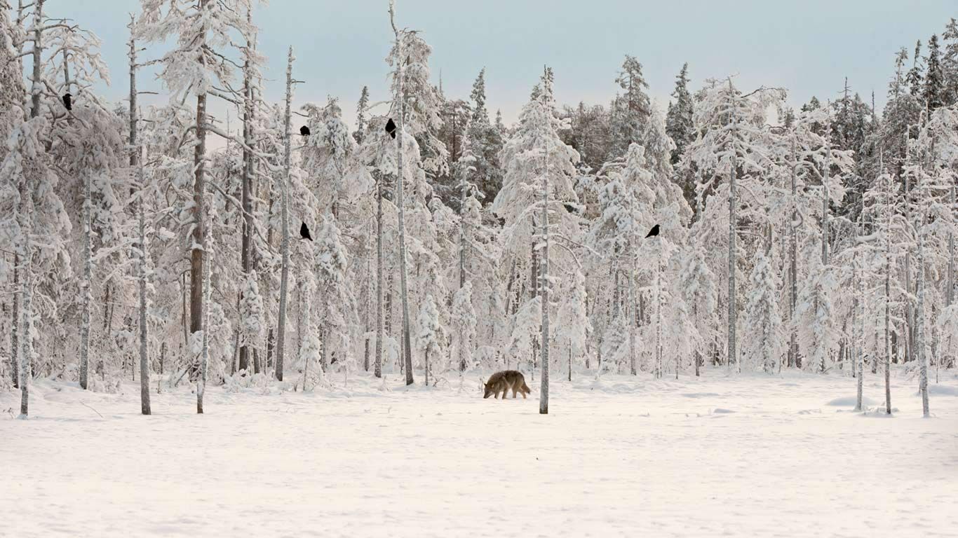 Gray wolf with flock of ravens in Finland
