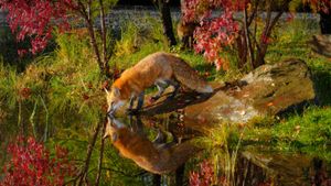 秋天的早晨枫树旁，河边饮水的赤狐与倒影 (© Gaertner/Alamy)(Bing China)