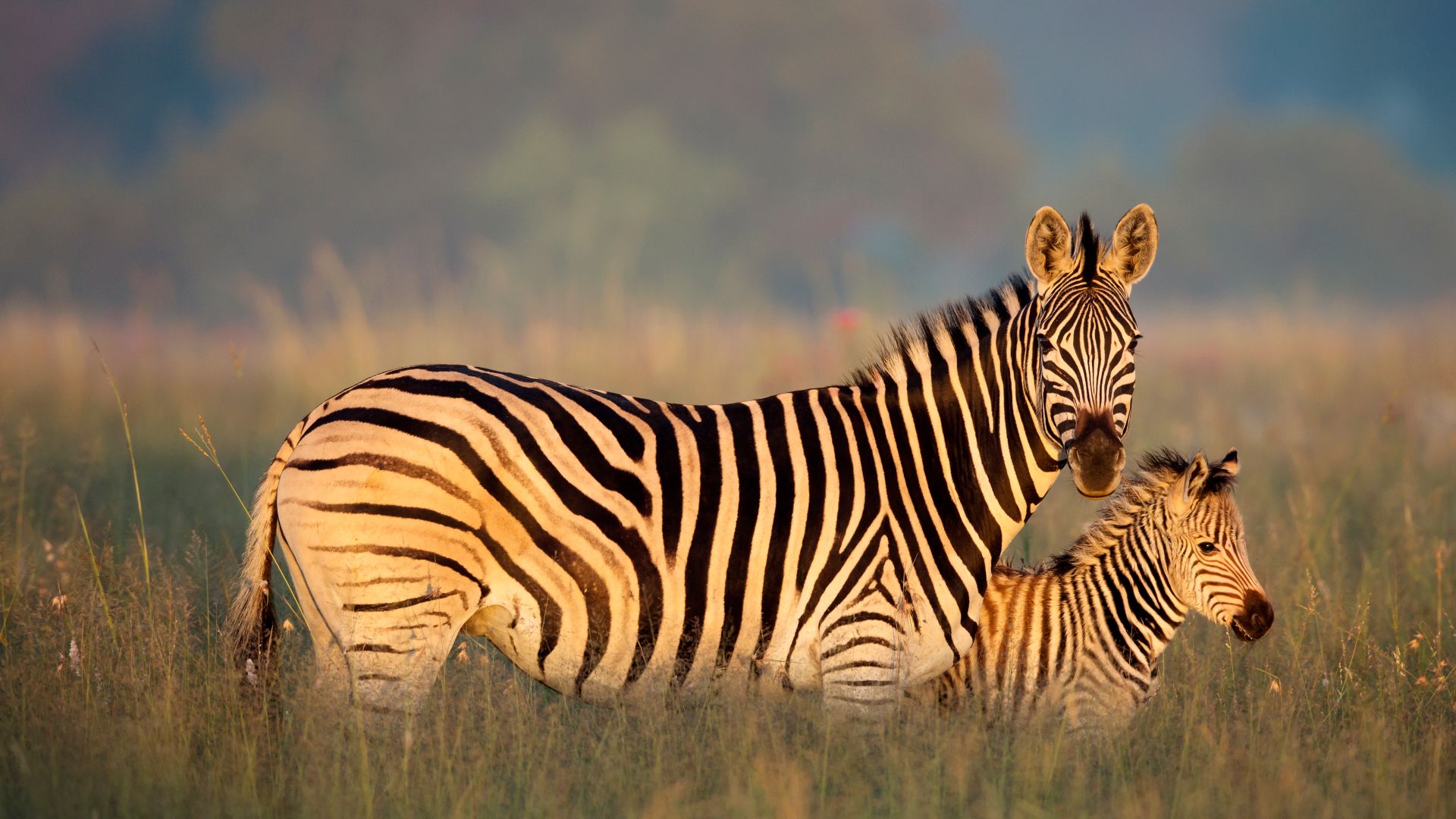 Esemplare di zebra di Burchell con il suo piccolo, Riserva naturale di Rietvlei, Sud Africa