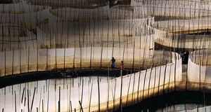 回顾祖国60年：沿海经济带农业的现代化之道 -- bambooSIL/Photolibrary &copy; (Bing China)