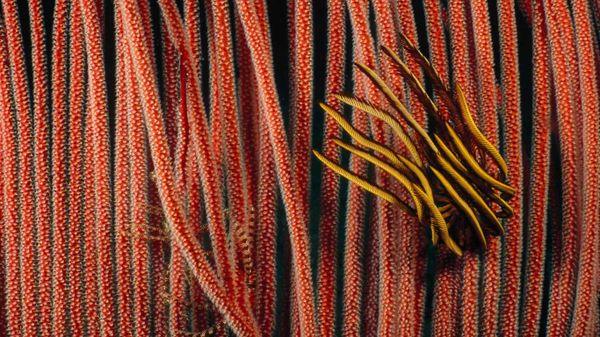 Feather star clinging to harp gorgonian in the Great Barrier Reef, Queensland