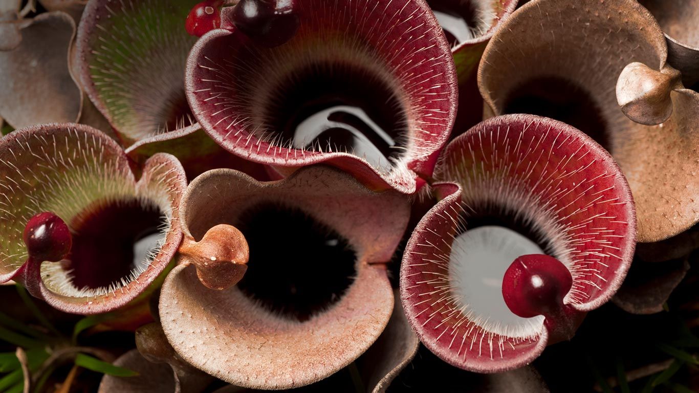 Pitcher plant