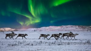 Northern lights and wild reindeer on the tundra in Norway (© Anton Petrus/Getty Images)(Bing Australia)